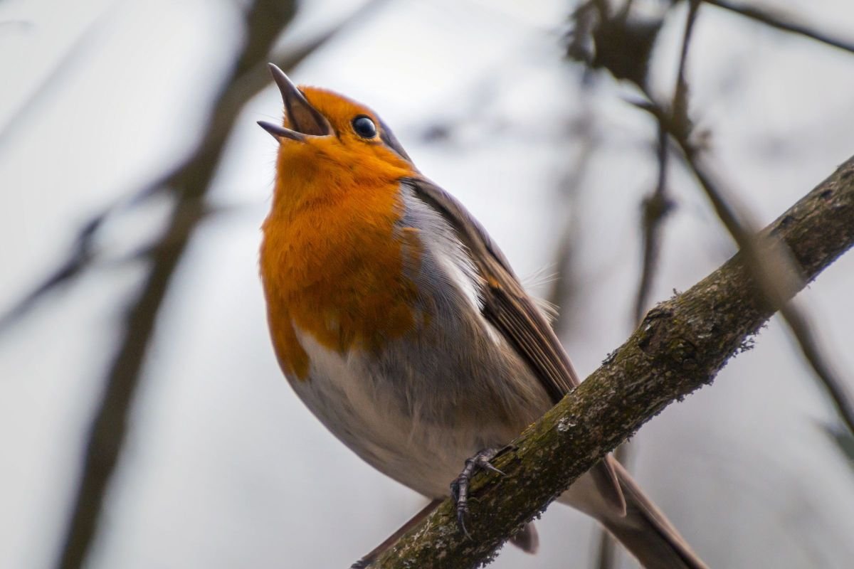 A robin singing on a tree branch, representing peaceful ambient sounds to notice