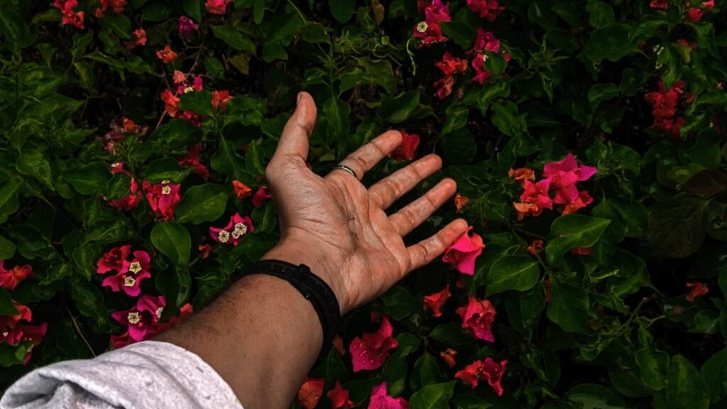 Close-up of a hand reaching towards lush pink flowers