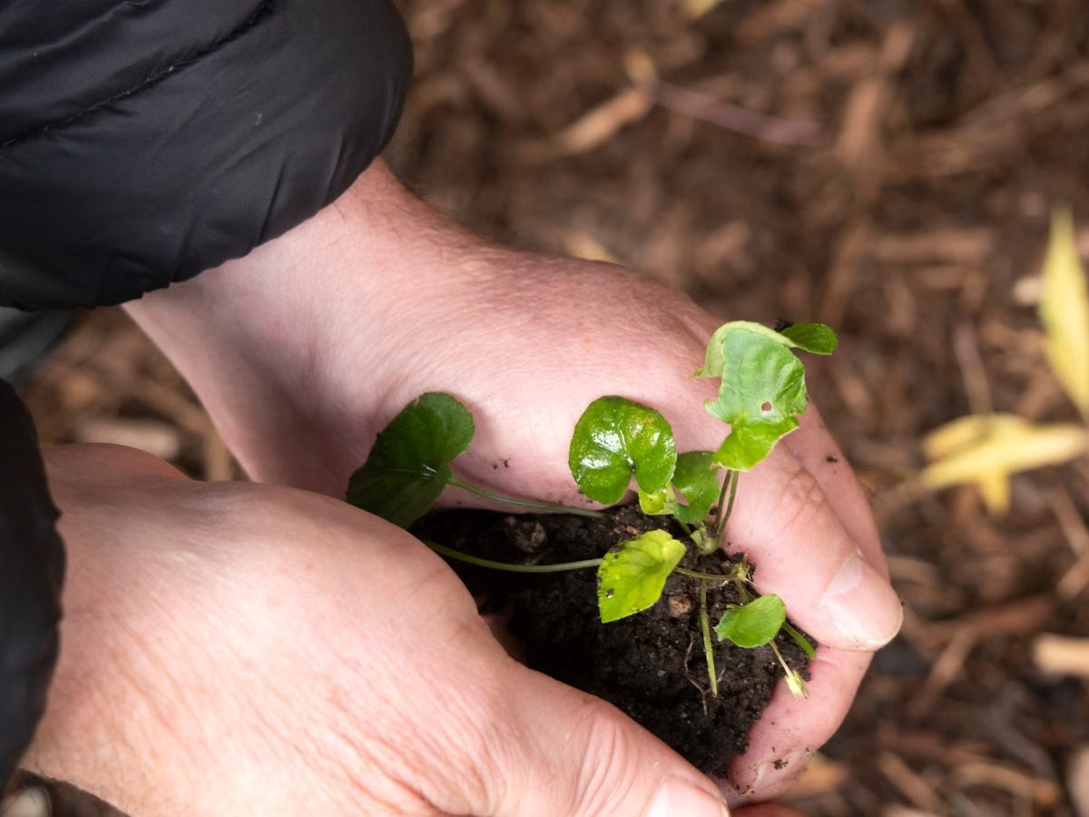 hands holding a small plant seedling