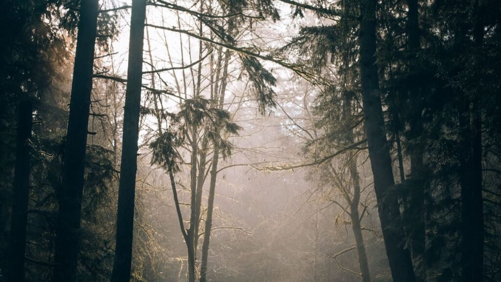 A peaceful forest path surrounded by tall trees with sunlight filtering through