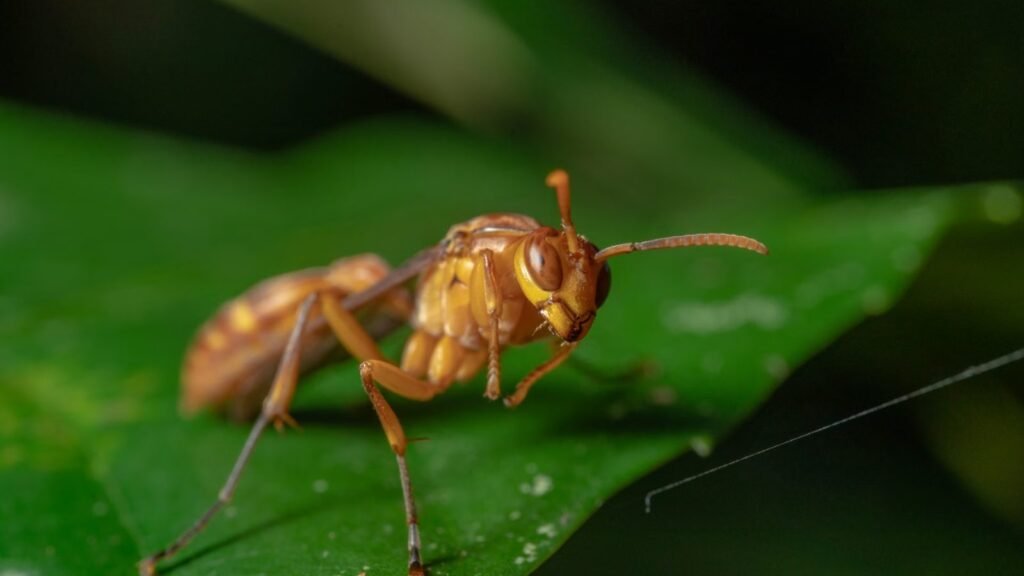 Detailed macro photography of an ant perched on a vibrant green leaf