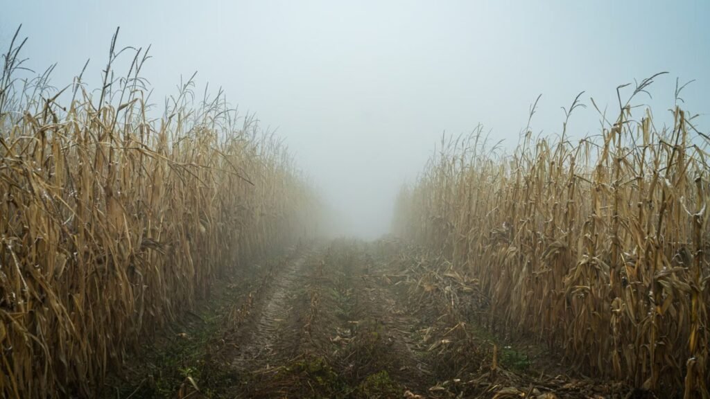A misty autumn morning in a cornfield with a path disappearing into the fog
