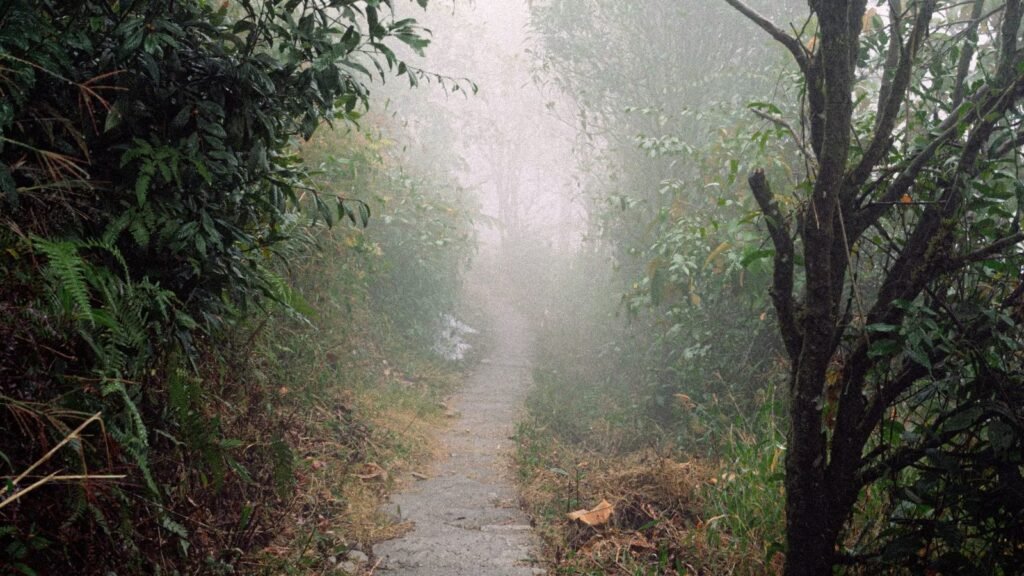 A narrow misty forest path winding through dense greenery