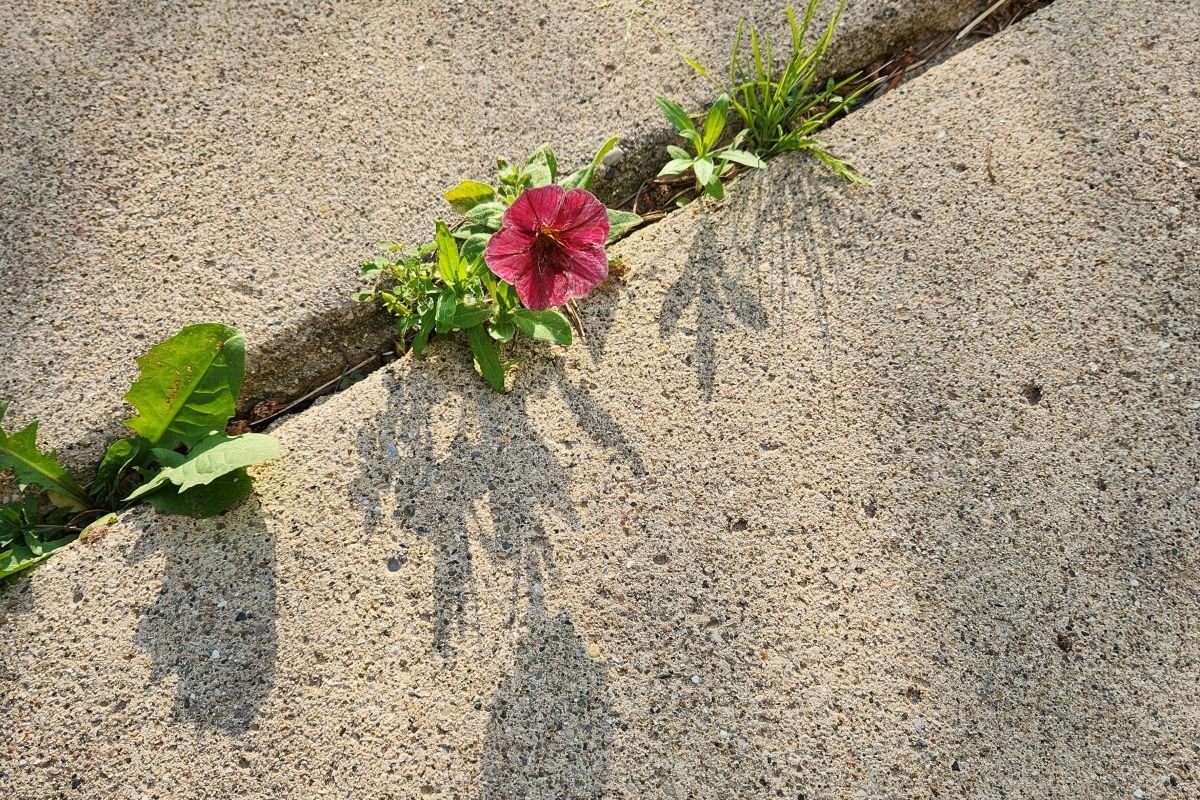 A resilient pink flower emerging through a concrete crack, symbolising resilience