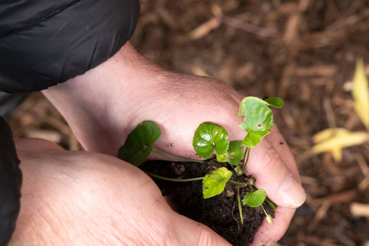 Person holding a small seedling in their hands, symbolising growth