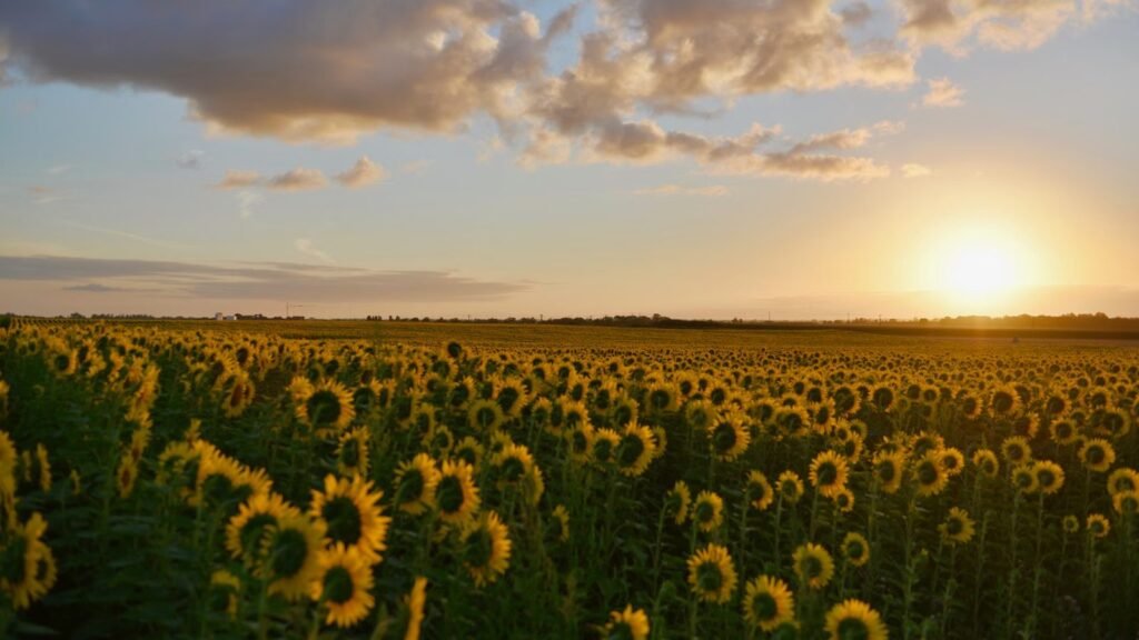 Sunflower field glowing during sunset, standing tall and confident