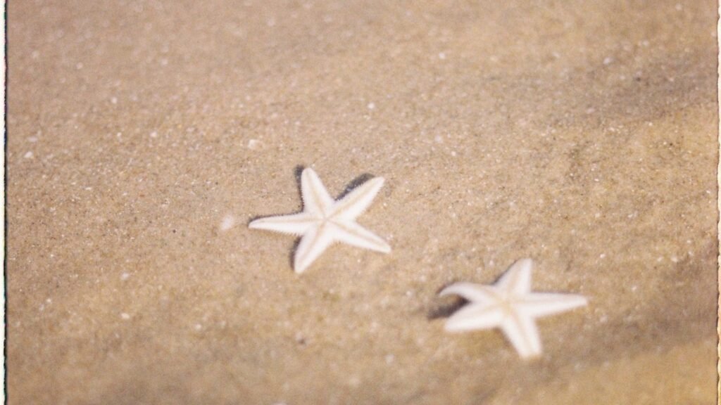 Two starfish resting on a sandy beach